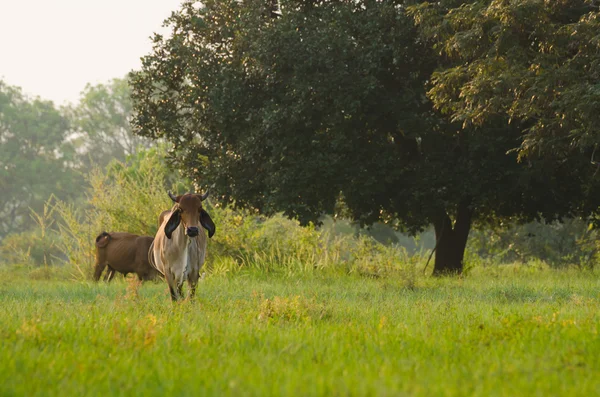 Çiftlikte inek — Stok fotoğraf
