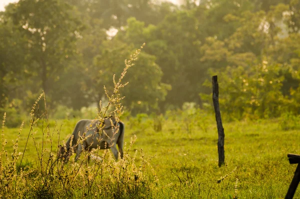 Çiftlikte inek — Stok fotoğraf