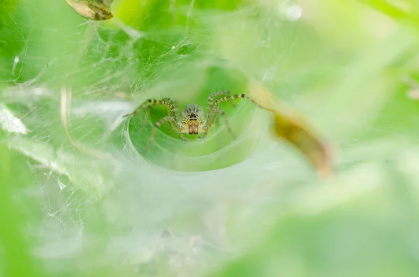 Павук в природі — стокове фото