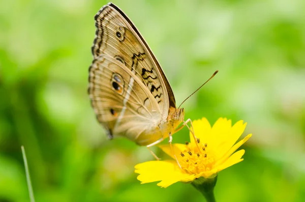Makro motyl na łonie natury — Zdjęcie stockowe