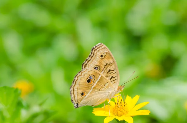 Butterfly macro in green nature — Stock Photo, Image