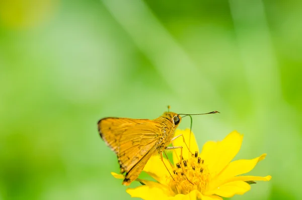 Macro borboleta na natureza verde — Fotografia de Stock
