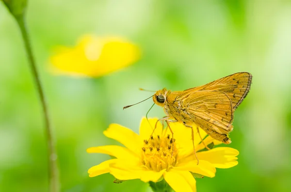 緑の自然の蝶マクロ — ストック写真