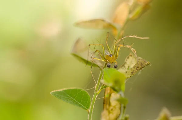 Araña en la naturaleza — Foto de Stock
