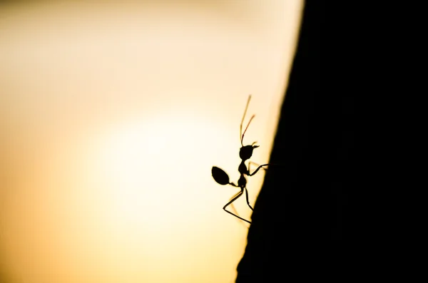 Silluette 红色蚂蚁在绿色自然 — 图库照片
