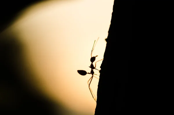Silluette červený mravenec v zeleni — Stock fotografie