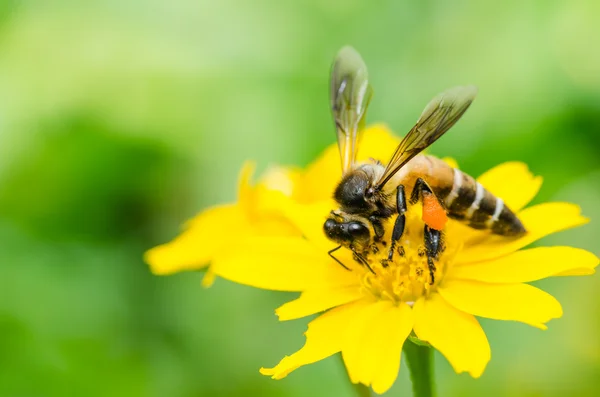 Μακροεντολή Μέλισσα στην καταπράσινη φύση — Φωτογραφία Αρχείου