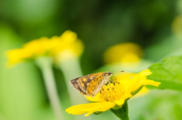 Kelebek makro yeşil doğa — Stok fotoğraf