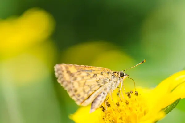 Schmetterling Makro in der grünen Natur — Stockfoto