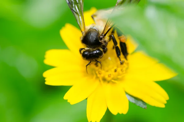 Pszczoła makro w zieleni — Zdjęcie stockowe
