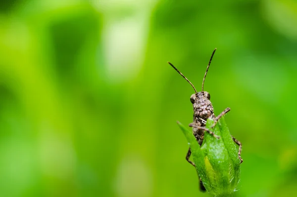 녹색 자연에 메뚜기 매크로 — 스톡 사진