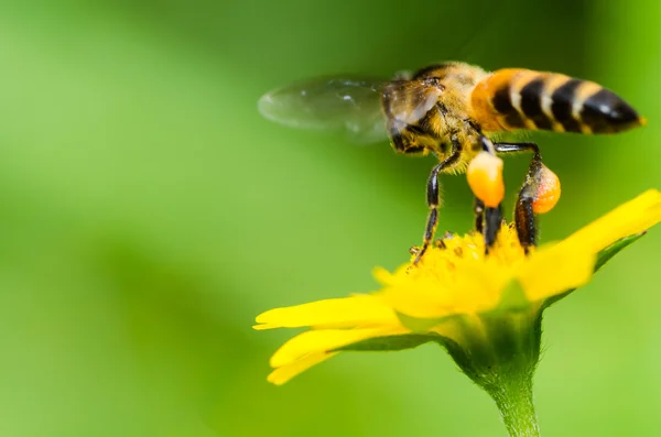 绿色自然中的蜜蜂宏 — 图库照片