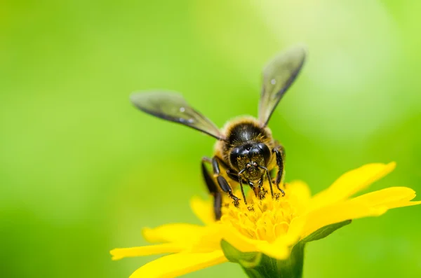 Bienenmakro in grüner Natur — Stockfoto