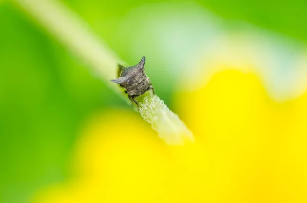 蚜虫昆虫在绿色自然中 — 图库照片