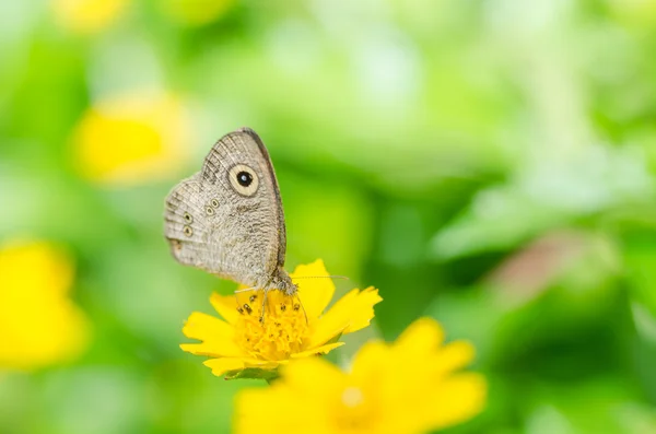 Schmetterling Makro in der grünen Natur — Stockfoto