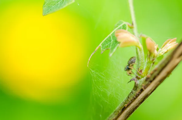 Spindel i naturen — Stockfoto