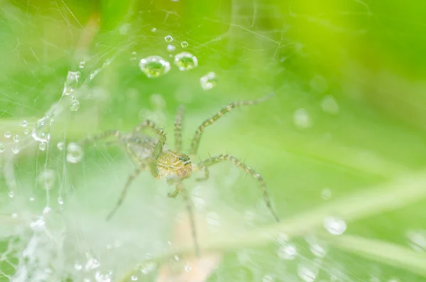 Kapky Spider a webové vody v přírodě — Stock fotografie