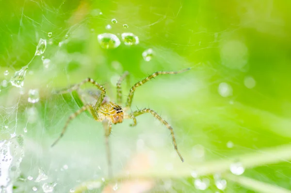 Aranha e teia gotas de água na natureza — Fotografia de Stock