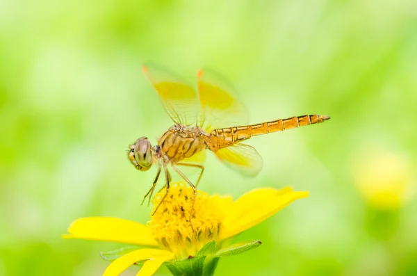 Dragonfly in green nature — Stock Photo, Image