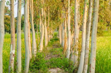 eucalypt ağaç doğa