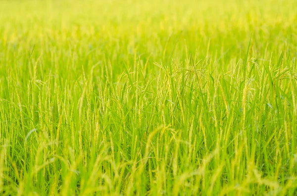 Rice field — Stock Photo, Image