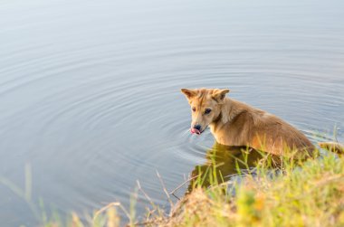 Göldeki köpek.