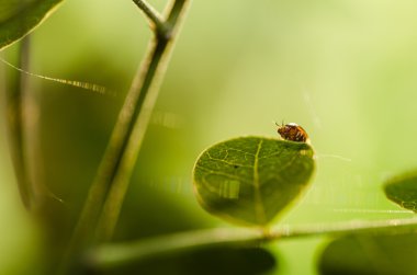 Yeşil doğanın makro fly