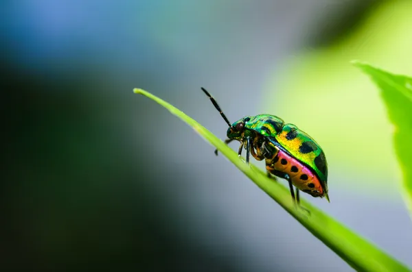 Jewel bug — Stock Photo, Image