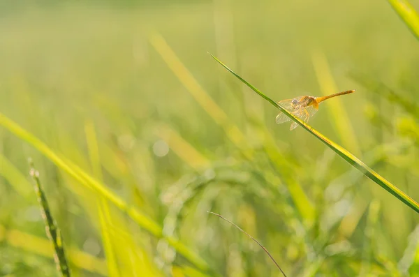 Yusufçuk yeşil doğa — Stok fotoğraf