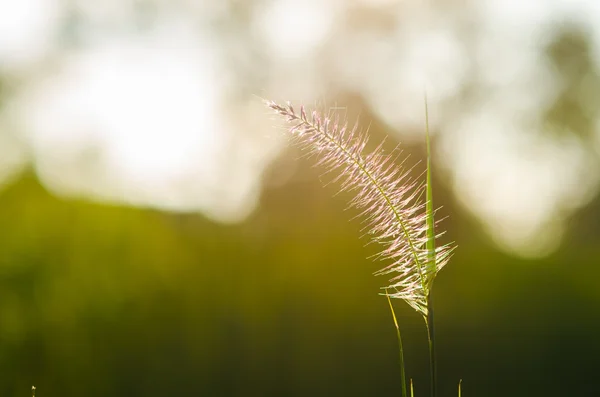 Flower foxtail weed — Stock Photo, Image