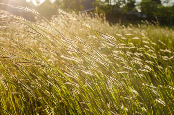 Wilde gras in heldere zonsondergang — Stockfoto