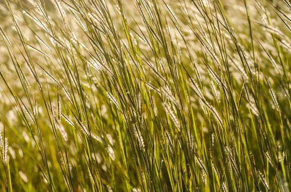 Vilda gräs i ljusa sunset — Stockfoto