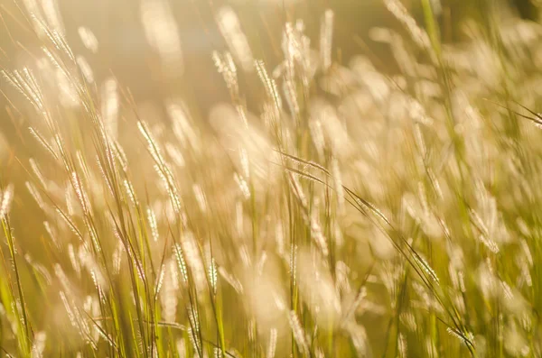 Дикая трава на ярком закате — стоковое фото