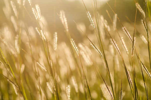 Wildes Gras im hellen Sonnenuntergang — Stockfoto
