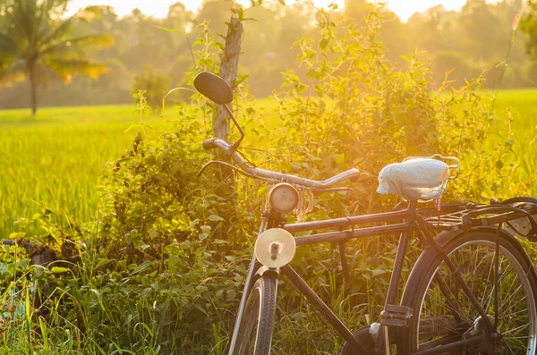 stock image Bicycle at sunny day