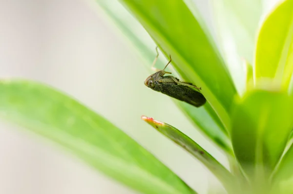 Insecte puceron dans la nature verte — Photo