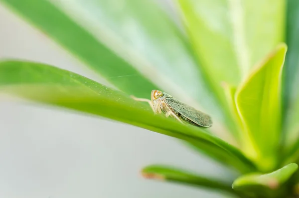 Insecto áfido en la naturaleza verde —  Fotos de Stock