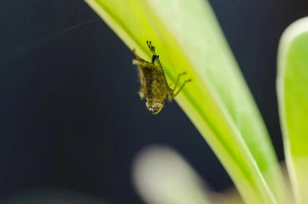 Bladluis insect in de groene natuur — Stockfoto