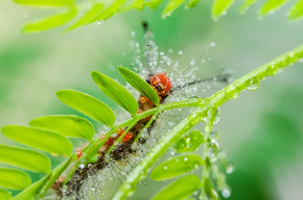 Wurm in grüner Natur — Stockfoto