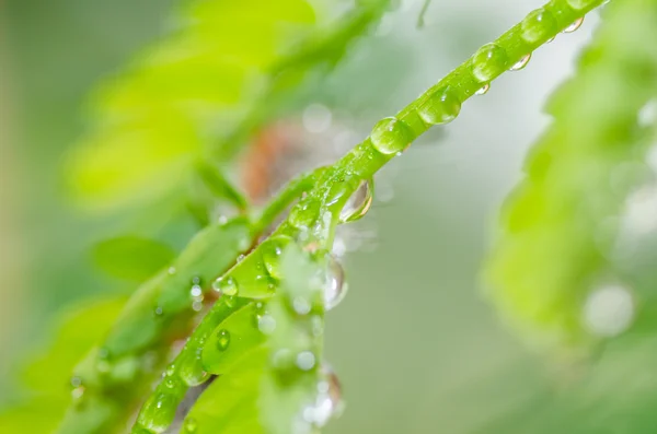 Kapky vody na zelené přírody — Stock fotografie
