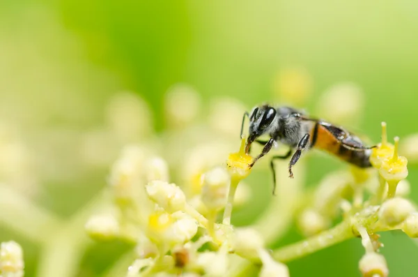 ग्रीन प्रकृति में मधुमक्खी मैक्रो — स्टॉक फ़ोटो, इमेज