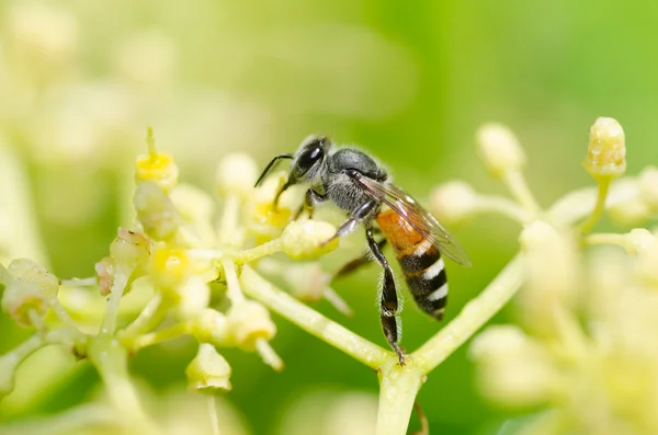 Пчелиный макро в зеленой природе — стоковое фото
