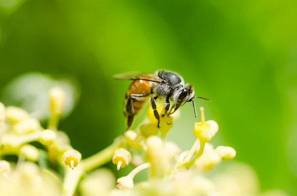 ग्रीन प्रकृति में मधुमक्खी मैक्रो — स्टॉक फ़ोटो, इमेज