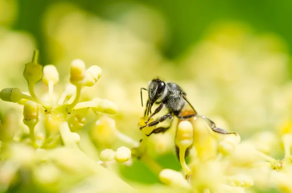 Macro abeille dans la nature verte — Photo