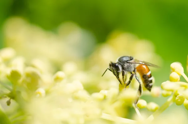 Bee makro i naturen — Stockfoto