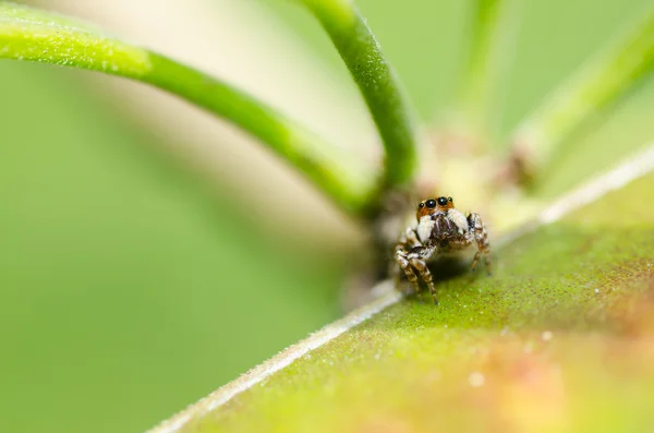 Araña en la naturaleza — Foto de Stock