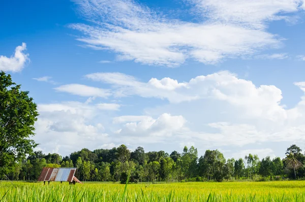 Campo di riso e cielo blu — Foto Stock