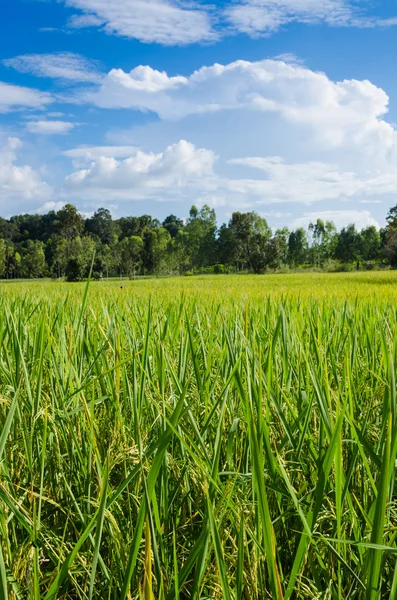 Rýžové pole a modrá obloha — Stock fotografie