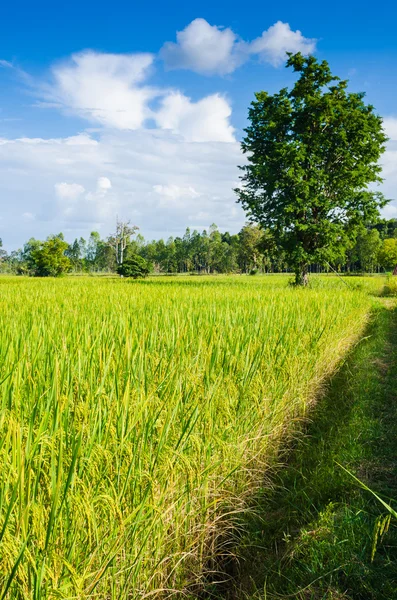 Rýžové pole a modrá obloha — Stock fotografie