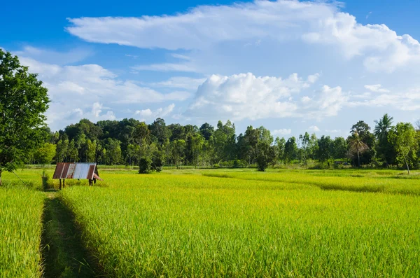 Рисовое поле и голубое небо — стоковое фото